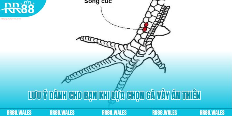 99ok xổ số khánh hòa