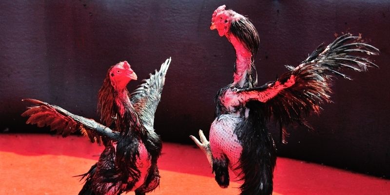 99ok bắn cá đổi thưởng
