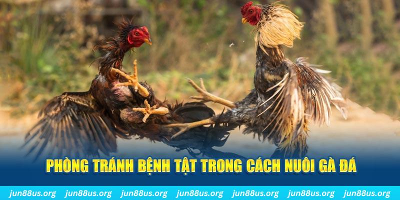 99ok natural” trong baccarat nghĩa là gì？